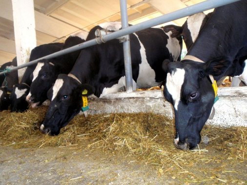 ​Дотації виробникам молока - не самоціль, а засіб